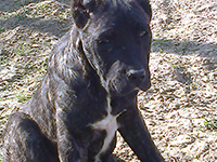 cucciolo cane corso nero